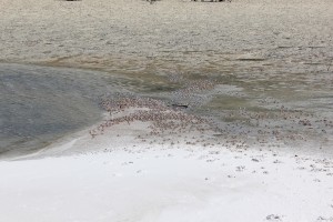 Whitsunday Island-011